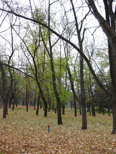 Canon IXUS 85 IS, парк, деревья
