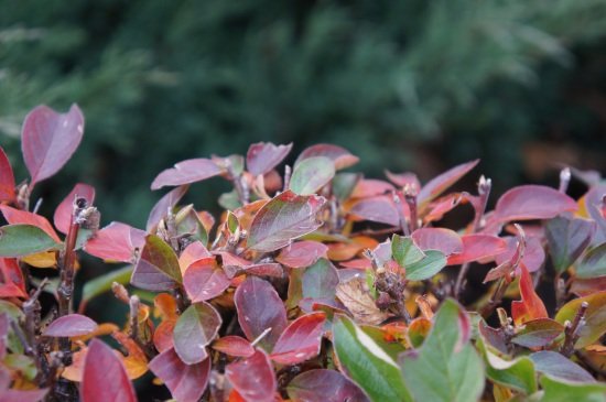 F/4,5, 1/80 c, ISO 320, 63 мм