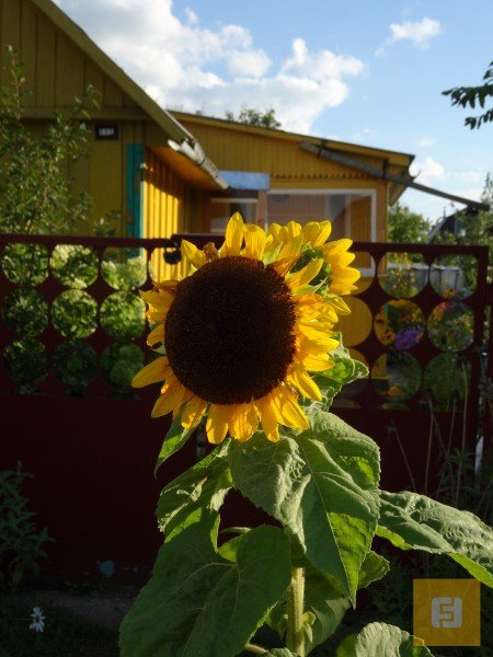 Sony Cyber-shot DSC-WX300, ISO 80, F4.5, 1/400 c